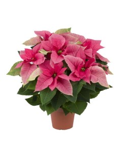 Poinsettia de color rosa 2