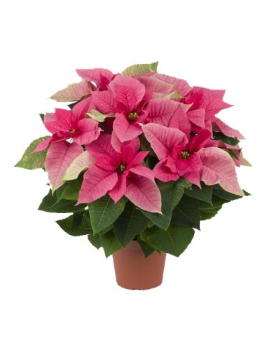 Poinsettia de color rosa