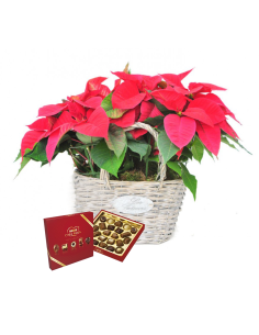 Dos plantas de navidad en cesta con motivo navideño