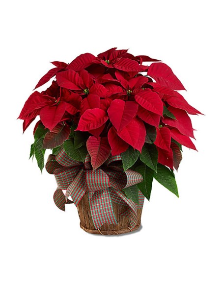 Planta de Navidad con macetero mimbre y decoracion motivo navideño