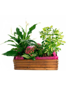 Composición Plantas Magnífica 2