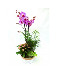 Composición Plantas y Phalaenopsis 2