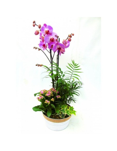 Composición Plantas y Phalaenopsis