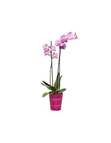 Orquidea Pink