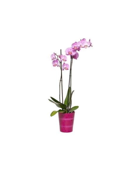 Orquidea Pink