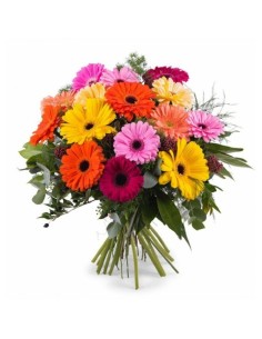 Premium Gerberas 2