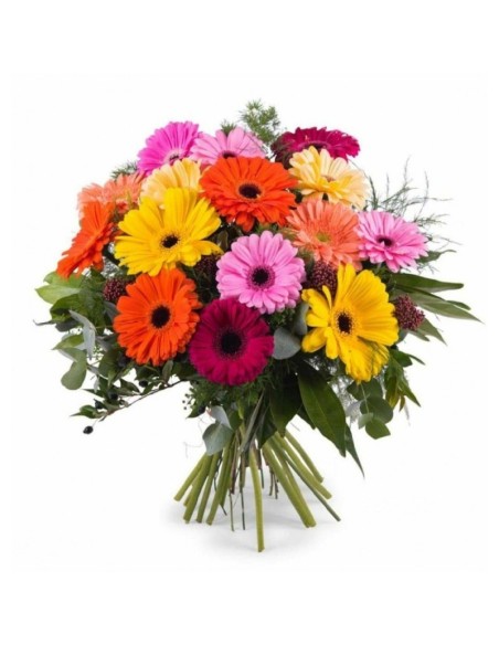 Premium Gerberas