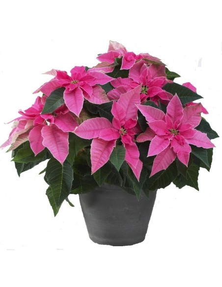 Poinsettia de color rosa
