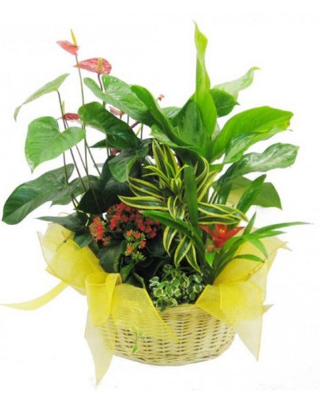 Canasta Plantas Regalo