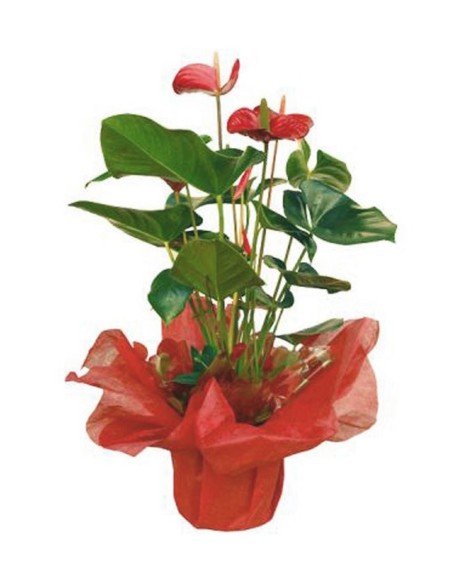 planta Anthurium