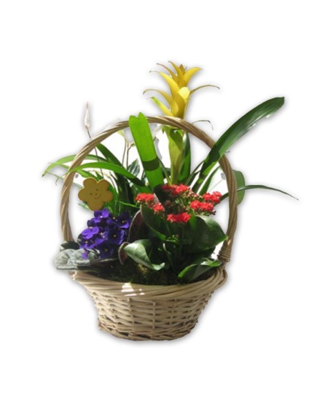 Cesta Plantas Ocasión