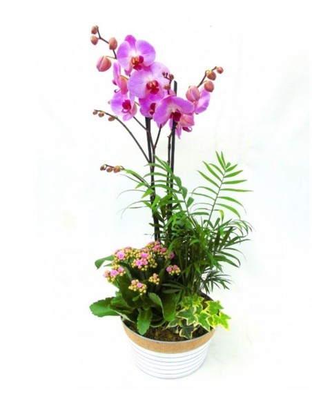 Composición Plantas y Phalaenopsis
