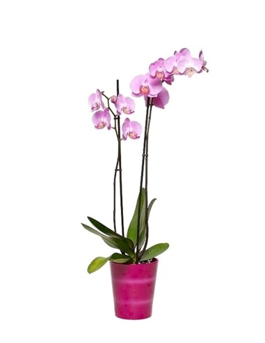 Orquidea Pink