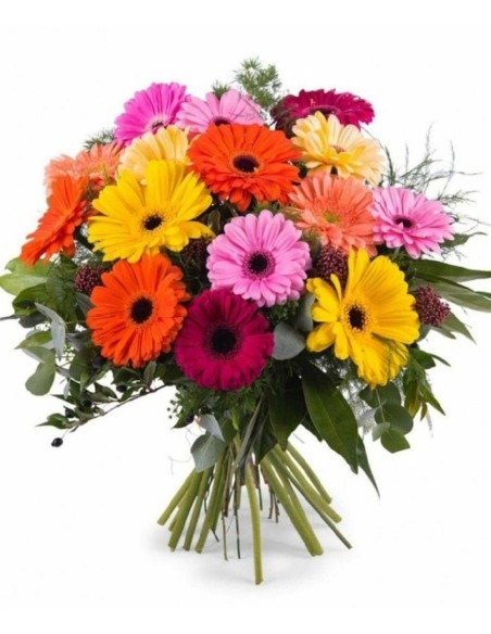 Premium Gerberas