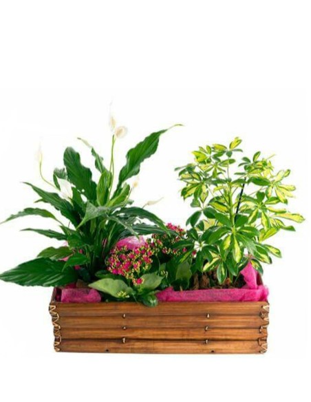 Composición Plantas Magnífica