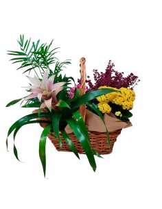 Wooden Box Plantas 2