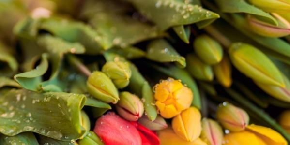 Flores de temporada: cuáles elegir según el mes del año